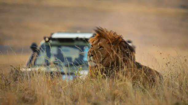 Safari